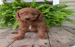 Mini Goldendoodle dogs for sale: Mini -coner - Image 19