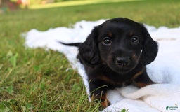 Miniature Dachshund dogs for sale: Mace - Image 3