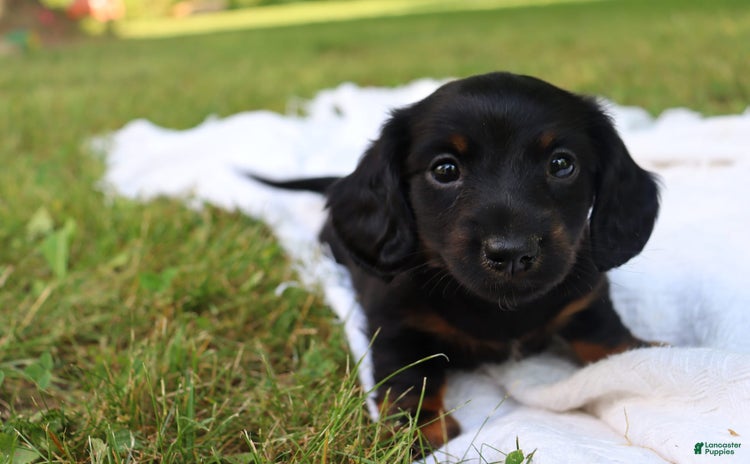 Miniature Dachshund dogs for sale - Ad 1