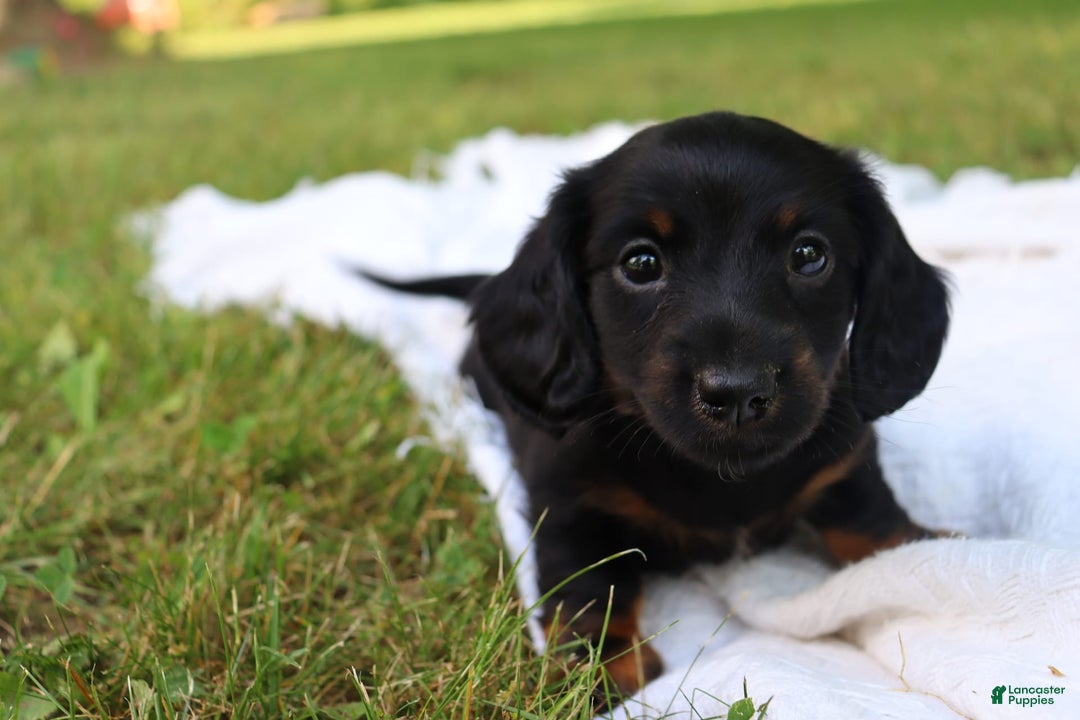Miniature Dachshund dogs for sale: Mace - Image 3