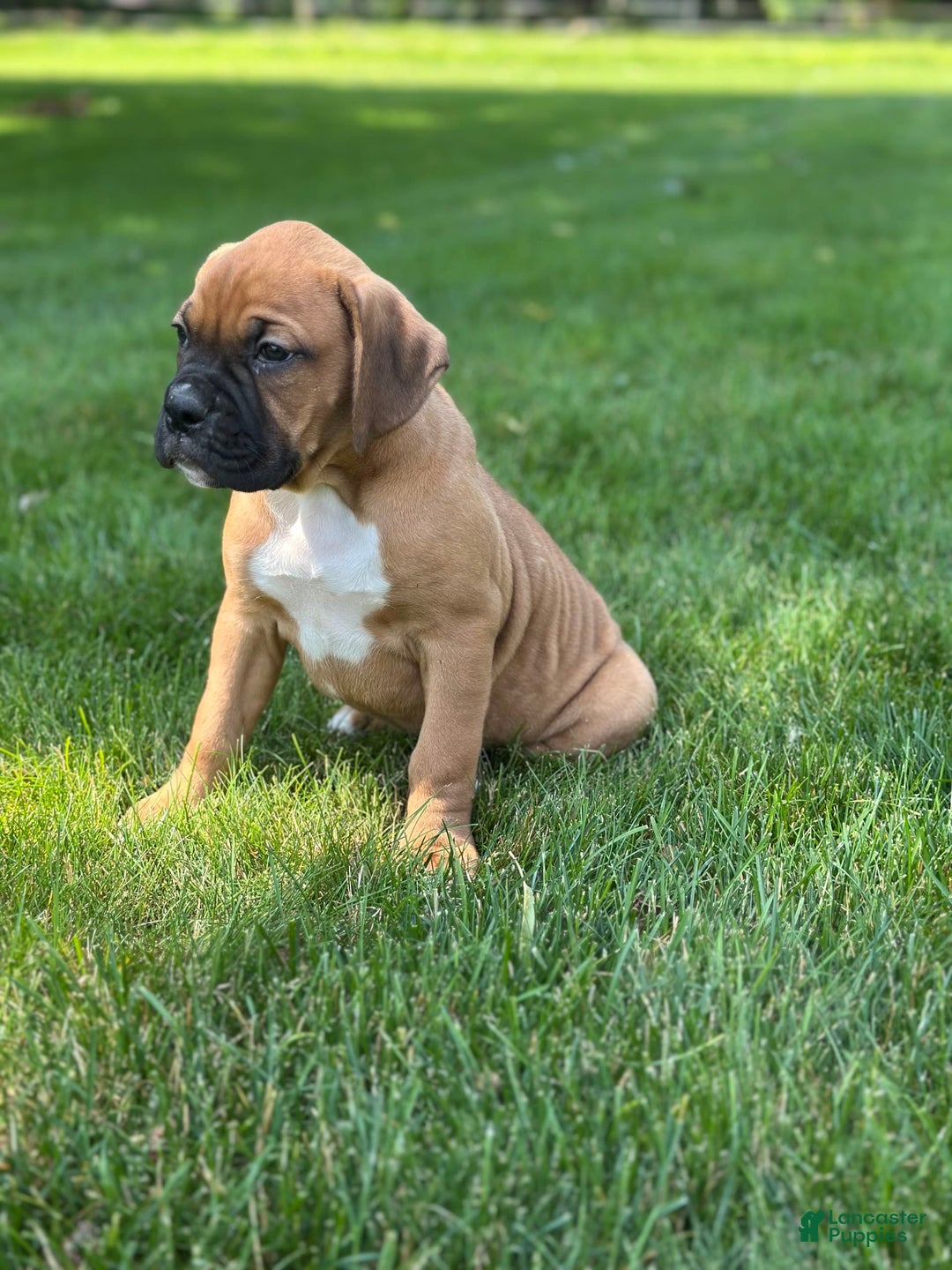 Boxer dogs for sale: Chaz - Image 9