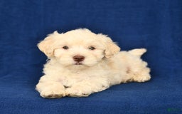 Shihpoo dogs for sale: Jonas - Image 3
