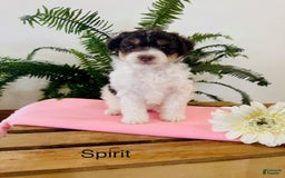 Mini Aussiedoodle dogs for sale: Spirit - Image 1
