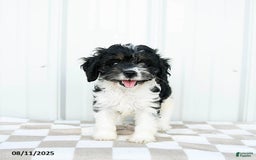Cavapoo dogs for sale: Carolina - Image 2