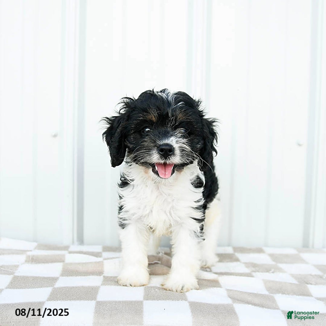 Cavapoo dogs for sale: Carolina - Image 2