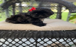 Shih Tzu dogs for sale: Baby Girl 2 - Image 1