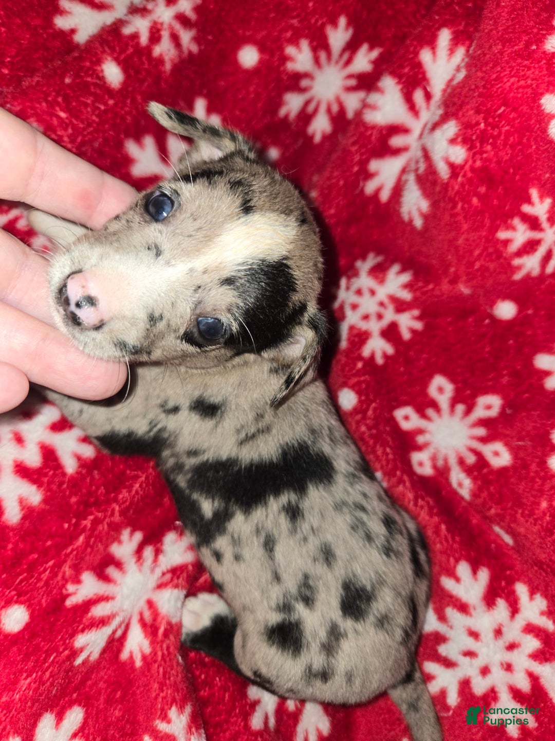 Chihuahua dogs for sale: Merle Girl 1 Blue eyes - Image 4