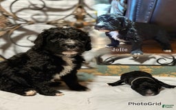 Bernedoodle dogs for sale: Jolie - Image 1