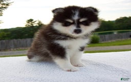 Pomsky dogs for sale: Lexi - Image 8