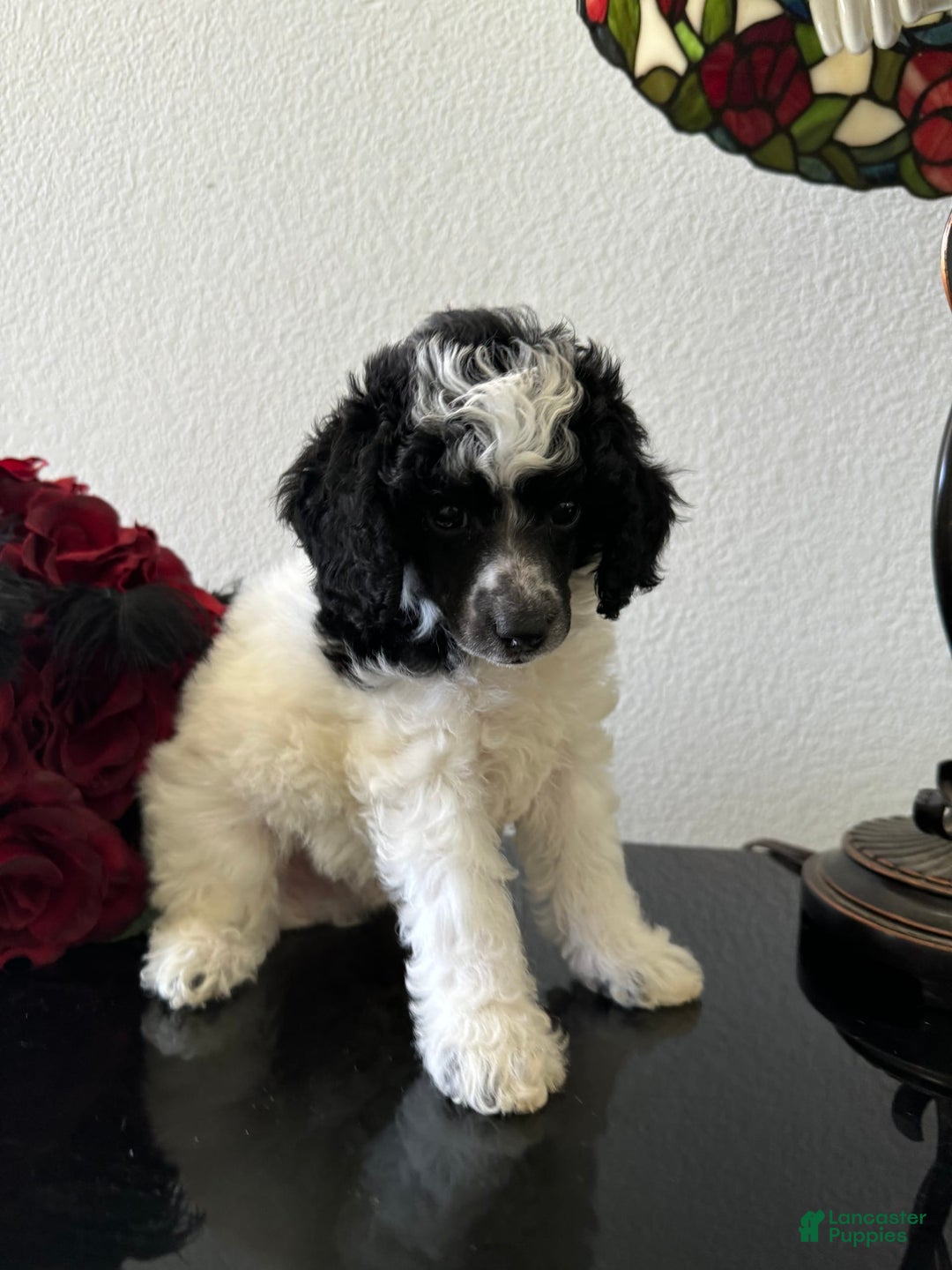 Miniature Poodle dogs for sale: Thor - Image 12