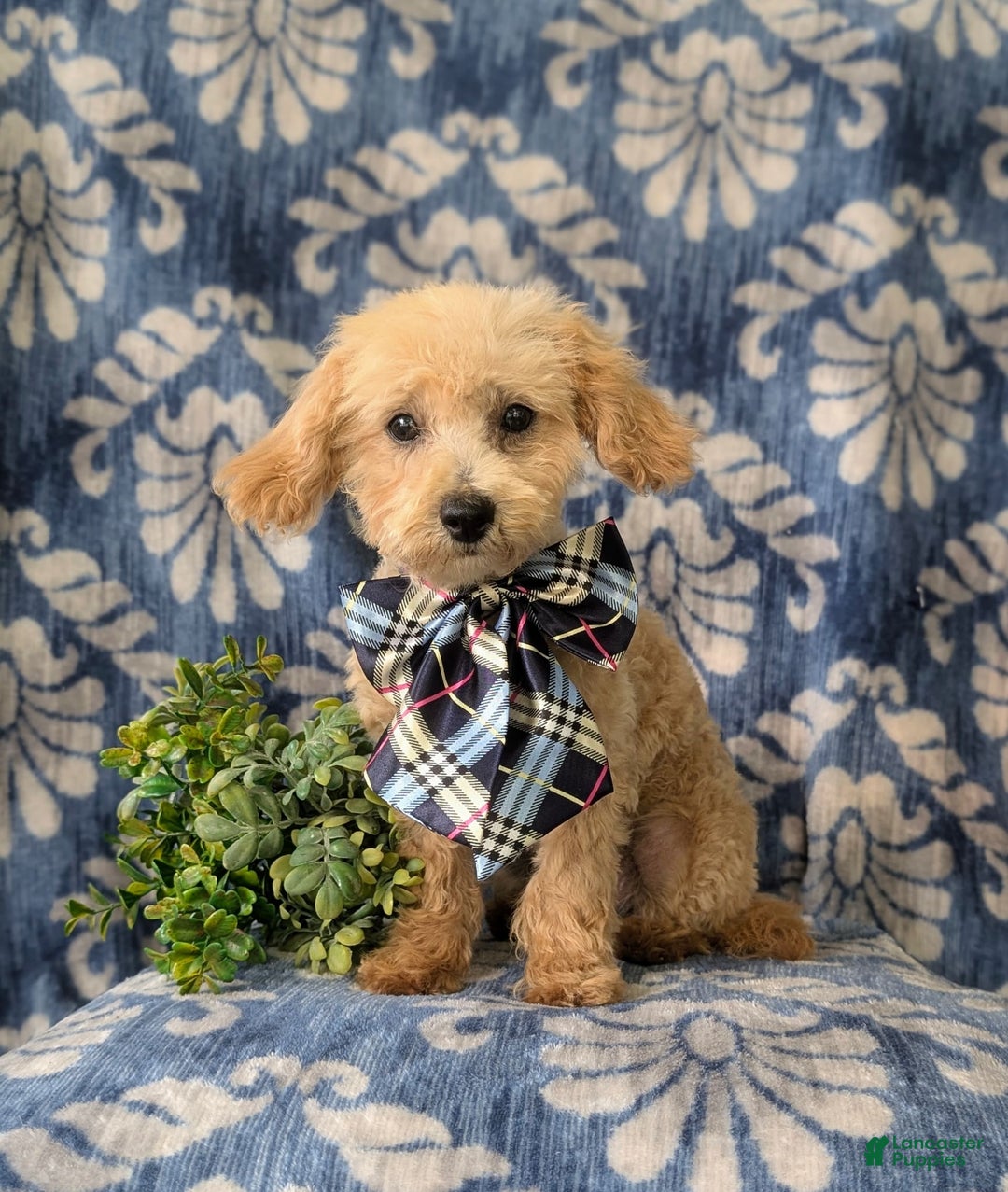 Miniature Poodle dogs for sale: Fabian - Image 12