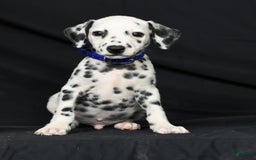 Dalmatian dogs for sale: Pepper - Image 1