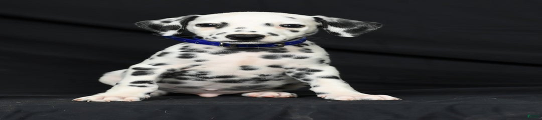 Pepper