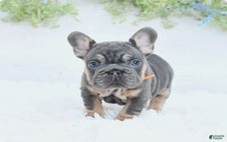 French Bulldog dogs for sale: Dory - Image 3