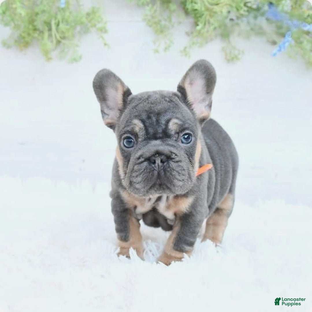 French Bulldog dogs for sale: Dory - Image 3