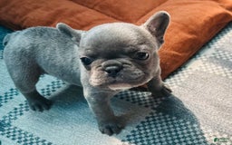 French Bulldog dogs for sale: Thanos - Image 1