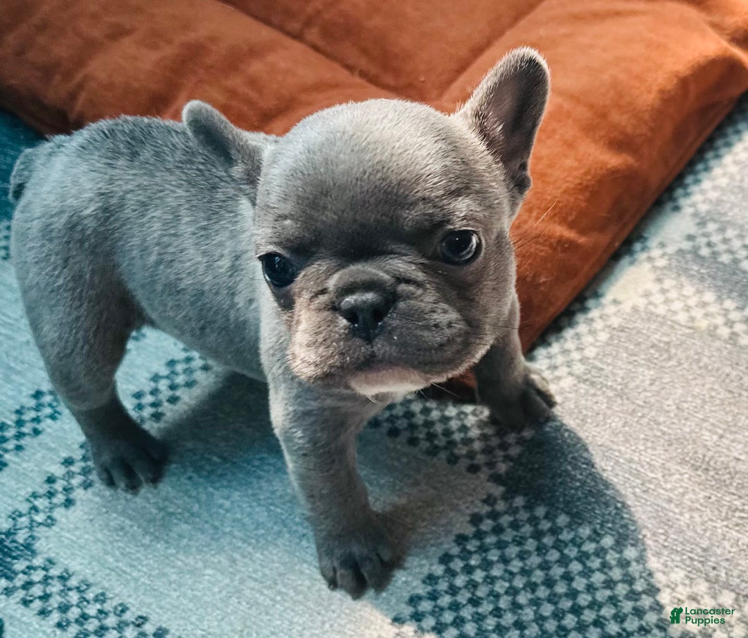 French Bulldog dogs for sale: Thanos - Image 1