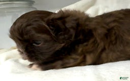 Shih Tzu dogs for sale: Kaylee - Image 31