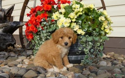 Bichpoo dogs for sale: Goldie - Image 1