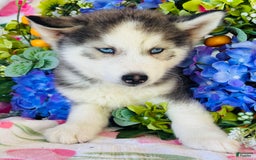 Siberian Husky dogs for sale: Juno - Image 6