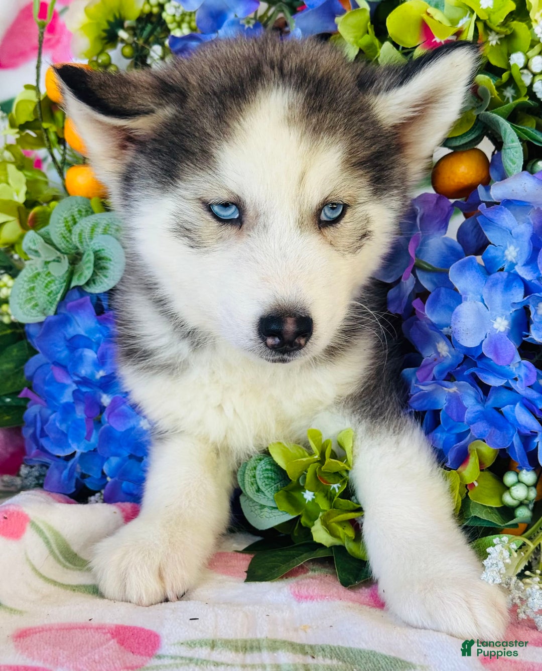 Siberian Husky dogs for sale: Juno - Image 6