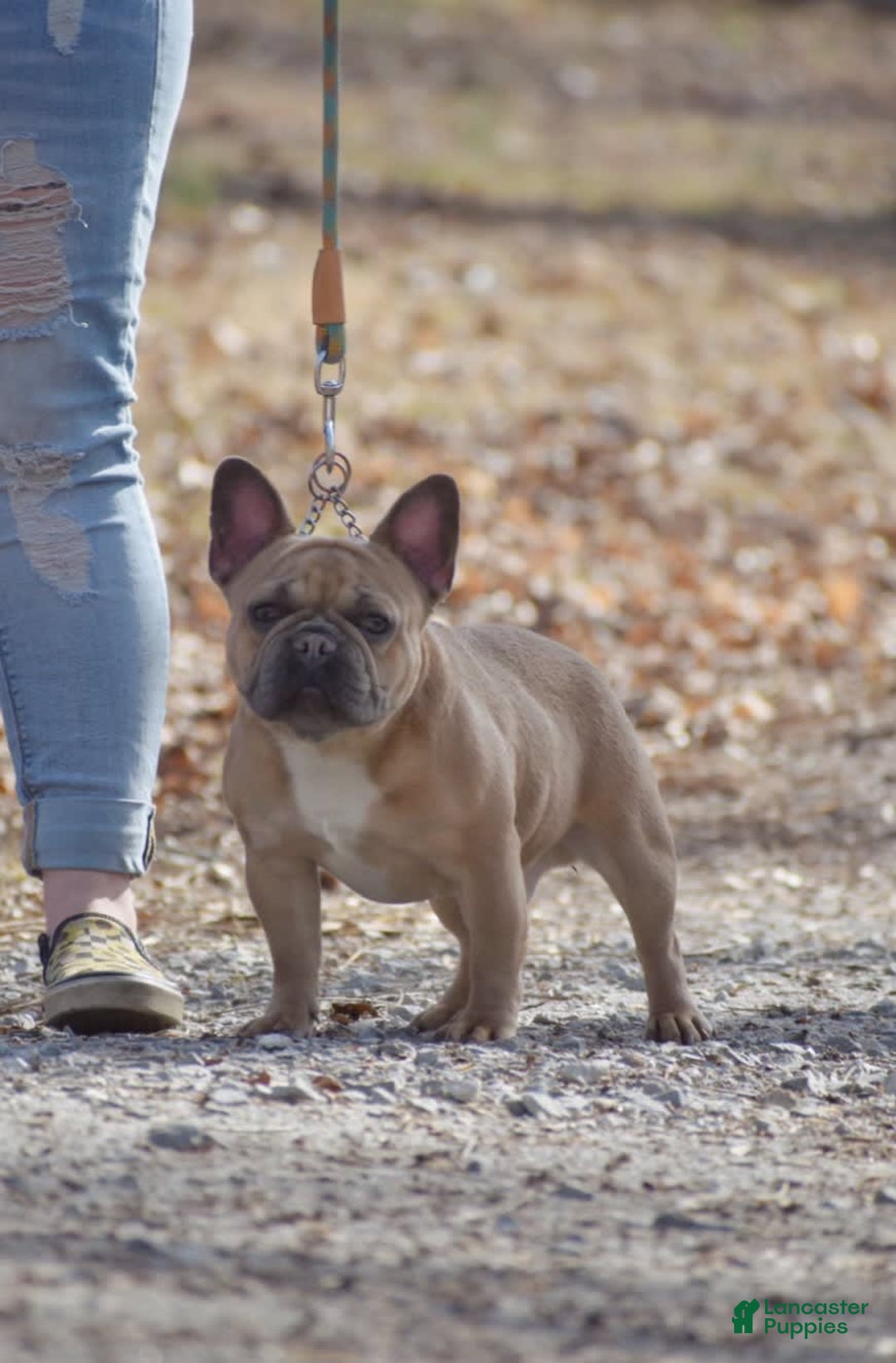 French Bulldog dogs for sale: Rhysand - Image 5