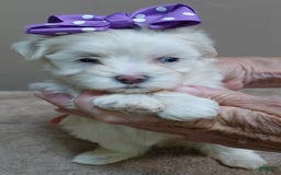 Maltese dogs for sale: Brooklyn - Image 2
