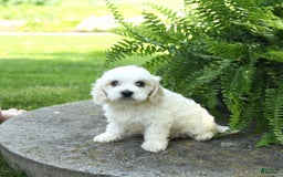 Cavachon dogs for sale: Odie - Image 3