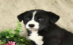 Bernese Mountain Dog dogs for sale: Falcon - Image 4
