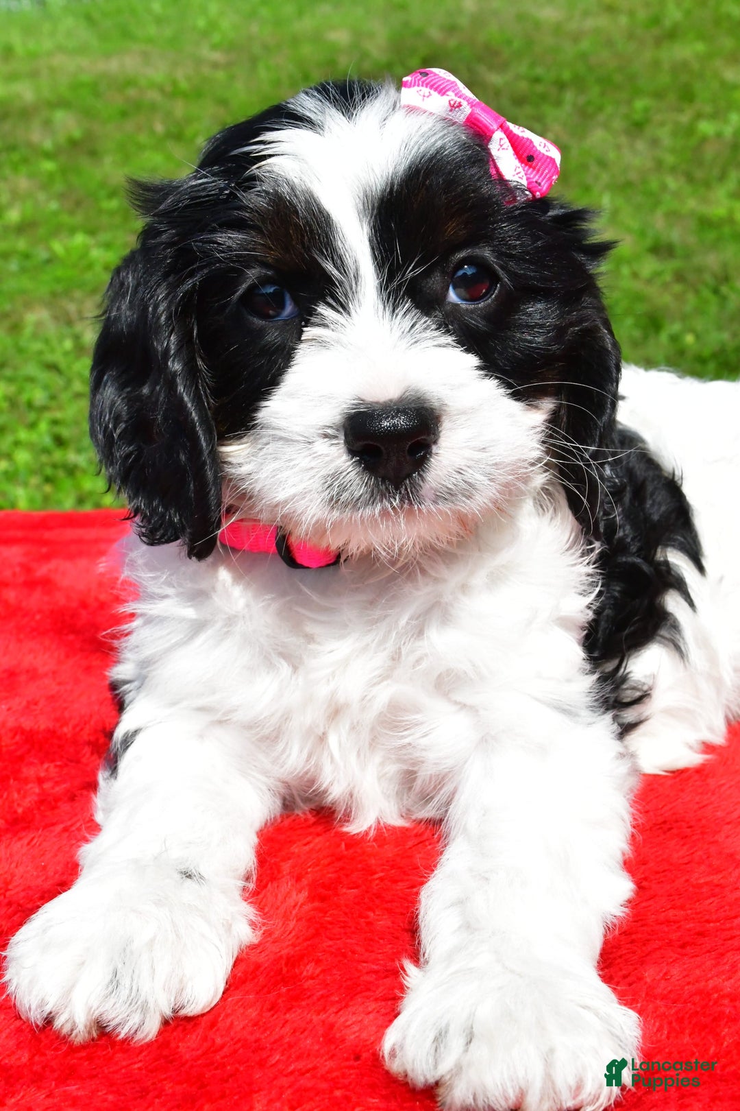 Cavapoo dogs for sale: Cavapoo 4 puppies - Image 5