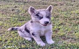 Gerberian Shepsky dogs for sale: Chief - Image 1
