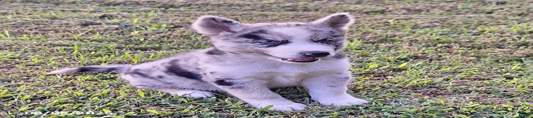 Chief