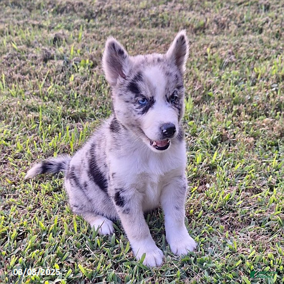 Gerberian Shepsky dogs for sale: Chief - Image 1