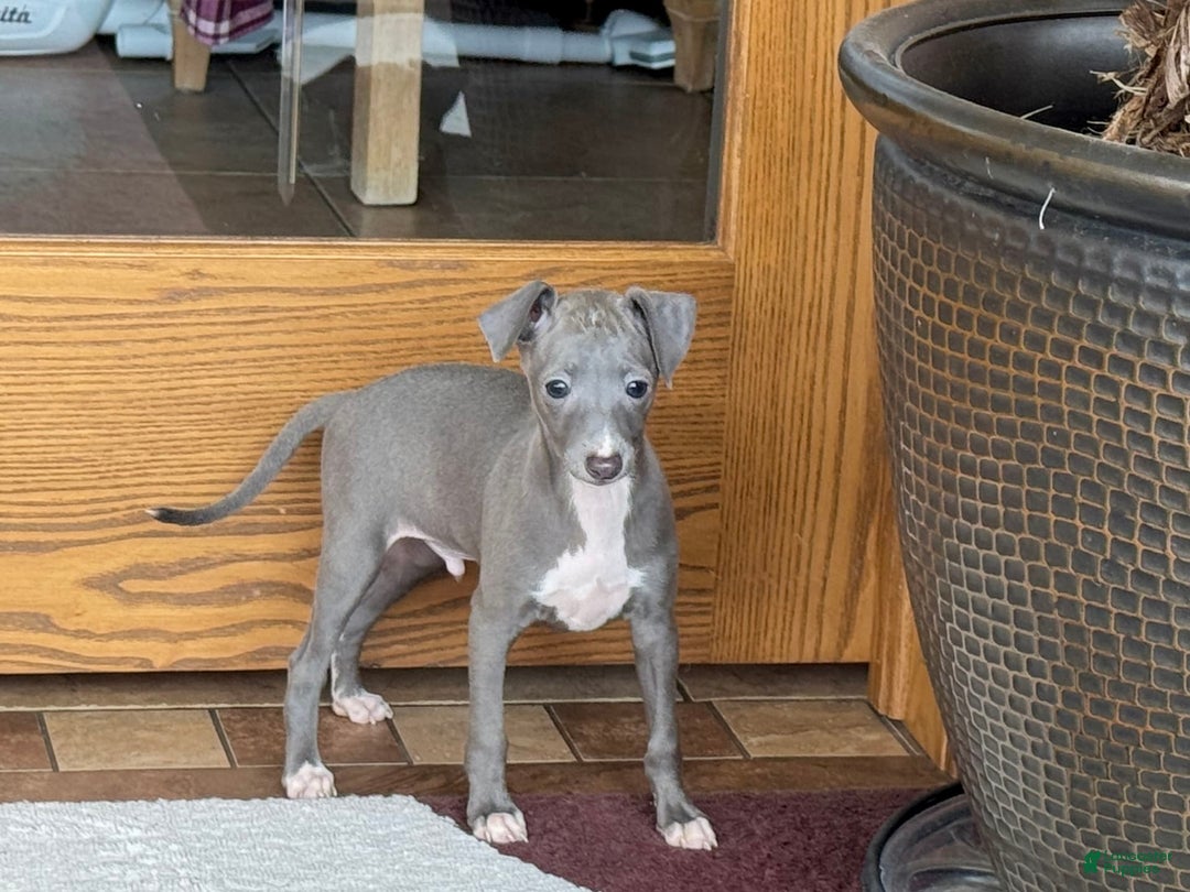 Italian Greyhound dogs for sale: Cj - Image 16