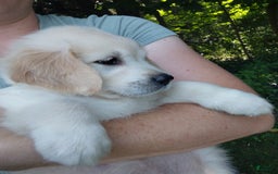 Golden Retriever dogs for sale: Poppy - Image 18