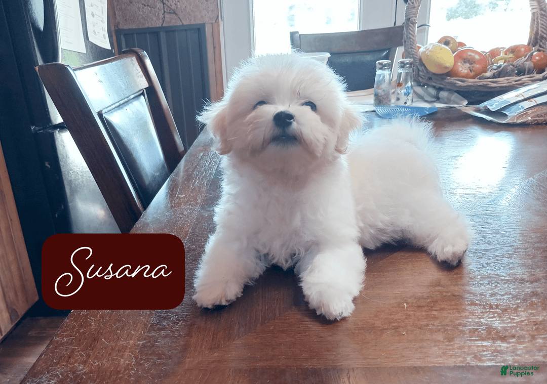 Malshi dogs for sale: Susana - Image 3