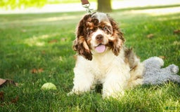 Cocker Spaniel dogs for sale: Beckham - Image 26