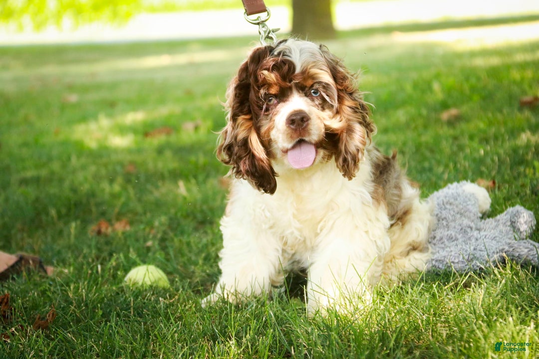 Cocker Spaniel dogs for sale: Beckham - Image 26