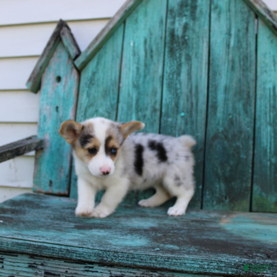 Welsh Corgi Pembroke dogs for sale: Luna - Image 5