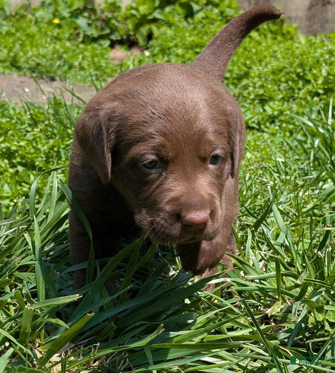 Labrador Retriever dogs for sale: Snips - Image 6