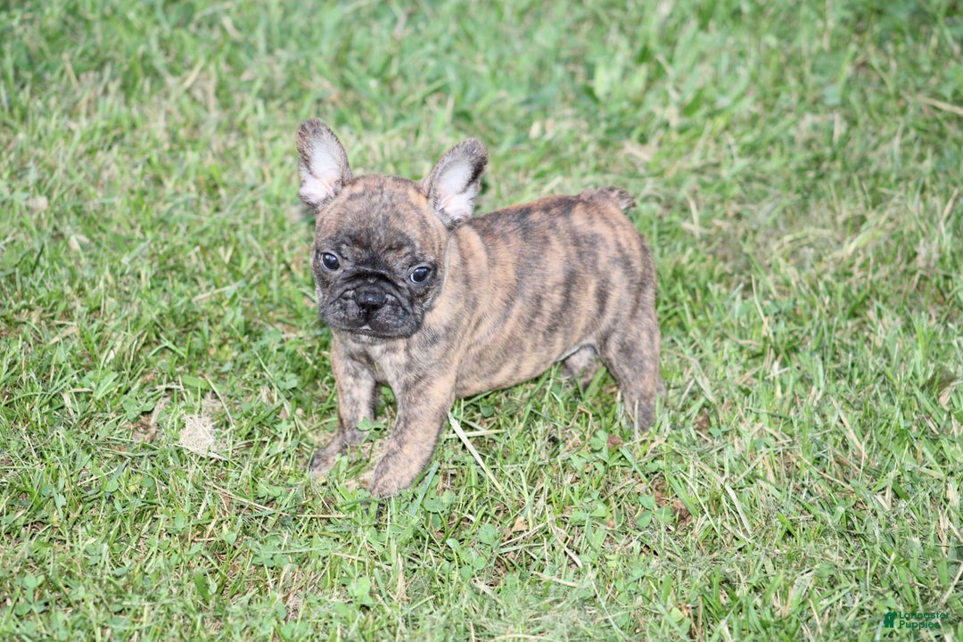 French Bulldog dogs for sale: Roland - Image 7