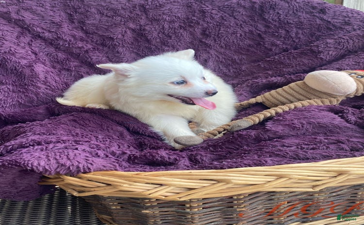 American Eskimo dogs for sale - Ad 2