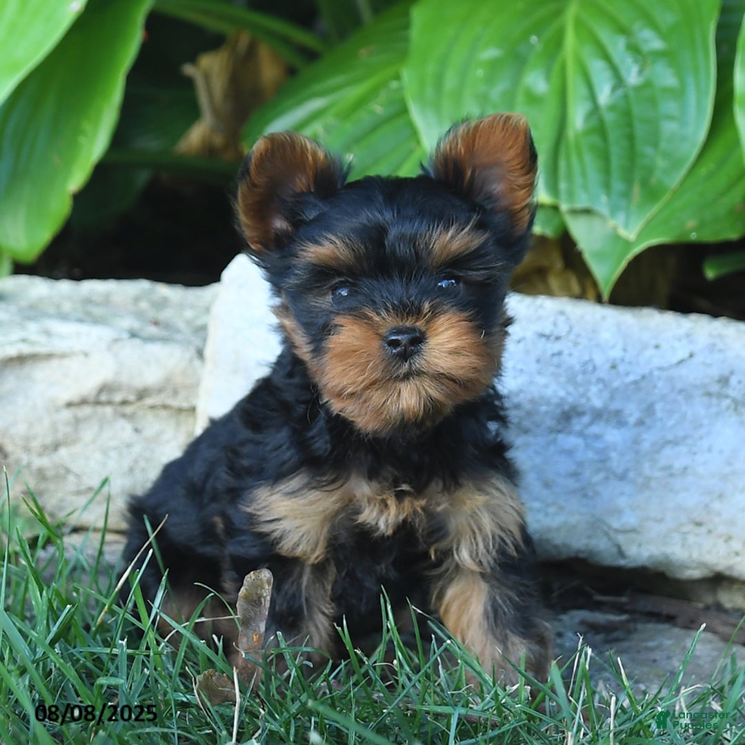 Yorkshire Terrier dogs for sale: Joyanna - Image 1