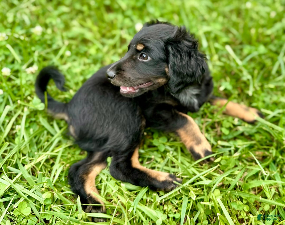 Dachshund dogs for sale: Molasses - Image 17