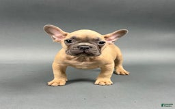 French Bulldog dogs for sale: MILES - Image 1