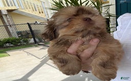 Shih Tzu dogs for sale: Brennan - Image 9