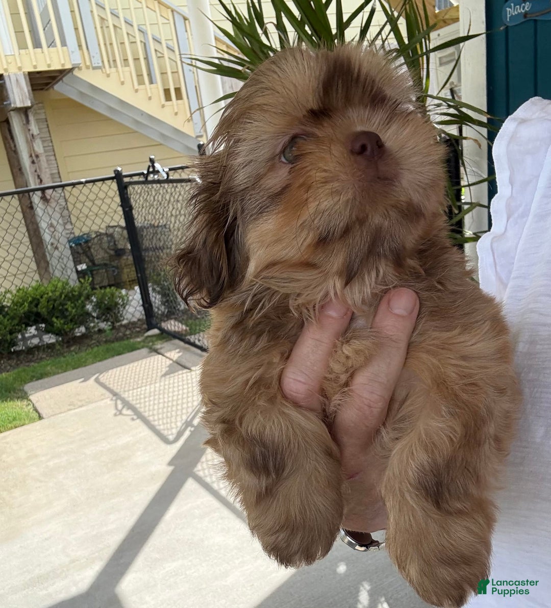 Shih Tzu dogs for sale: Brennan - Image 9