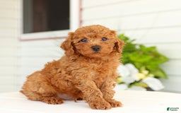 Miniature Poodle dogs for sale: Norman - Image 3