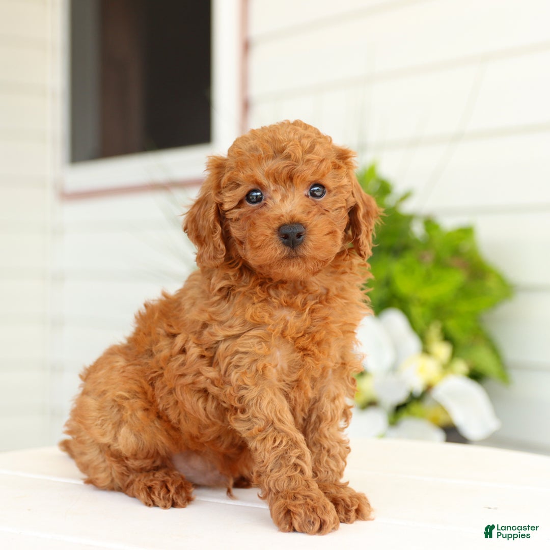 Miniature Poodle dogs for sale: Norman - Image 3