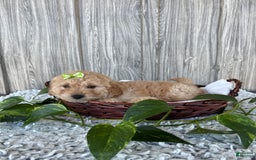Mini Goldendoodle dogs for sale: Angie - Image 14